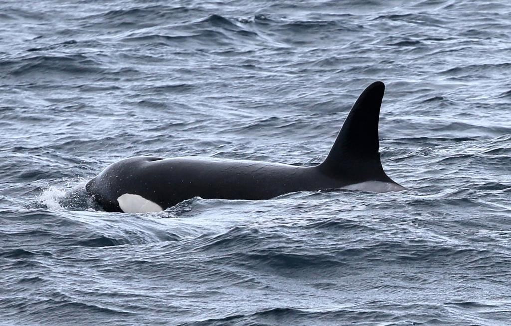I ricercatori hanno osservato un gruppo di orche assassine che cacciavano capodogli