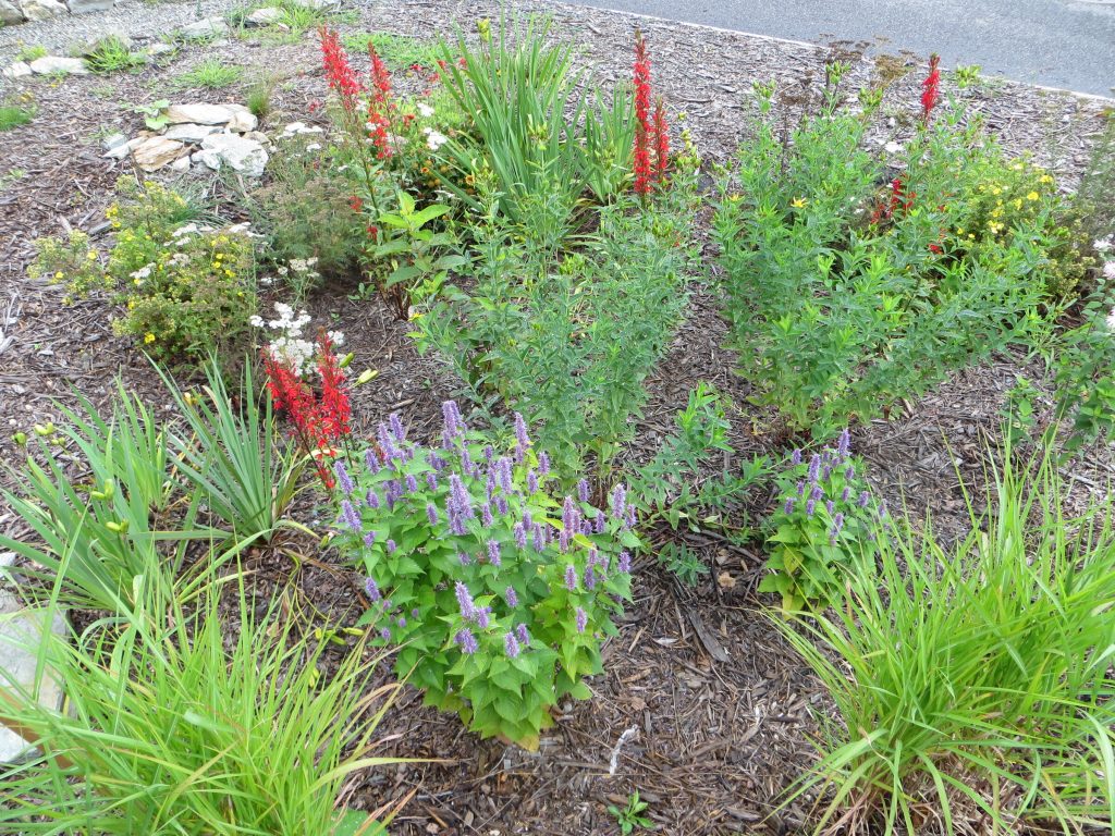 There’s still a little time to take advantage of the rain garden grant.